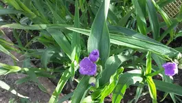 Rosen 019.webp