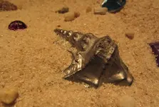 cast_tin_shell_closeup.webp