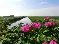 CIMG0703.webp