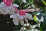 DSC_0112.jpg