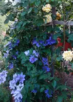 clmtsprsnn 2015 (1).webp
