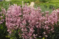DSCF1488.webp