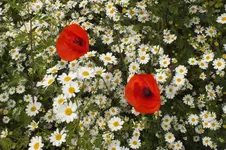 DSCF1485.webp