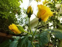 Knospen.webp