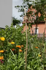 zierlauch.webp