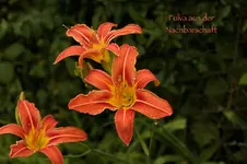 IMG_9570.webp