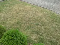 Rasen2.webp