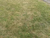 Rasen3.webp