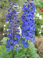 004.webp