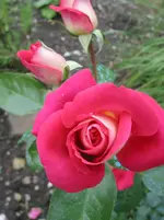 005.webp