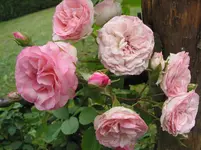 011.webp