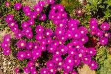 5581.webp