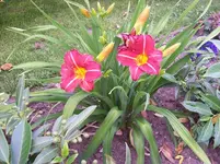 06 Taglilie.webp