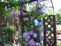 01 Clematis.webp