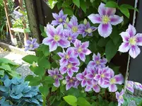 02 Clematis.webp