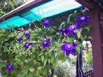 03 Clematis.JPG