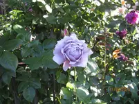 IMG_5286.webp