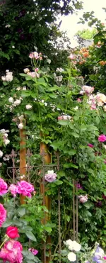 IMG_5216-002.webp