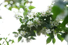Jasmin.webp