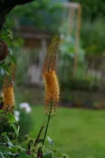 Steppenkerze.webp