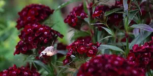 Taubenschwänzchen.webp