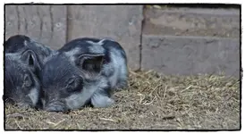 Wollschwein Frischlinge (9).webp