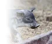 Wollschwein Frischlinge (11).webp