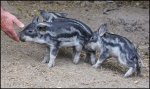 Wollschwein Frischlinge (13).jpg