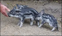 Wollschwein Frischlinge (13).webp