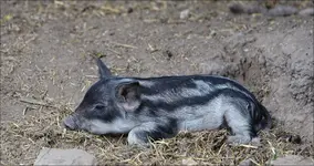 Wollschwein Frischlinge (17).webp