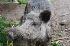 Joschi (1).webp