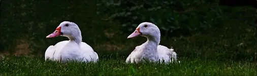 Enten (2).webp