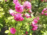 Bilda012.webp