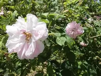 Bilda107.webp