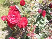 Bilda009.webp