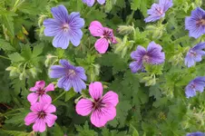DSCF1537.webp
