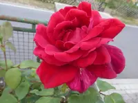 P1430844.webp