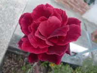CIMG0757.webp