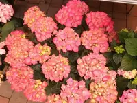 Bilda004.webp