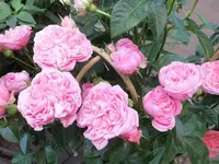 Bilda013.webp