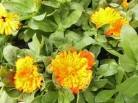 Bilda090.webp