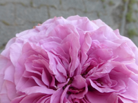 P1430972.webp P1430972.webp