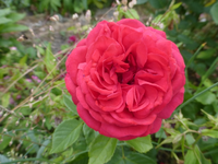 P1430900.webp