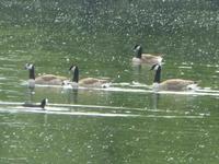 P1440154.webp