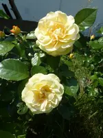 P1420640.webp