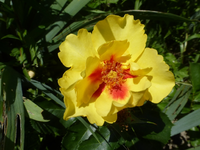 P1420350.webp