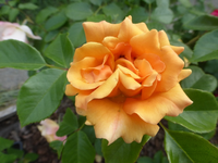 P1420774.webp