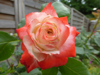 P1430941.webp
