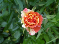 P1420517.webp