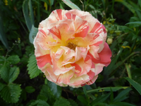 P1420518.webp